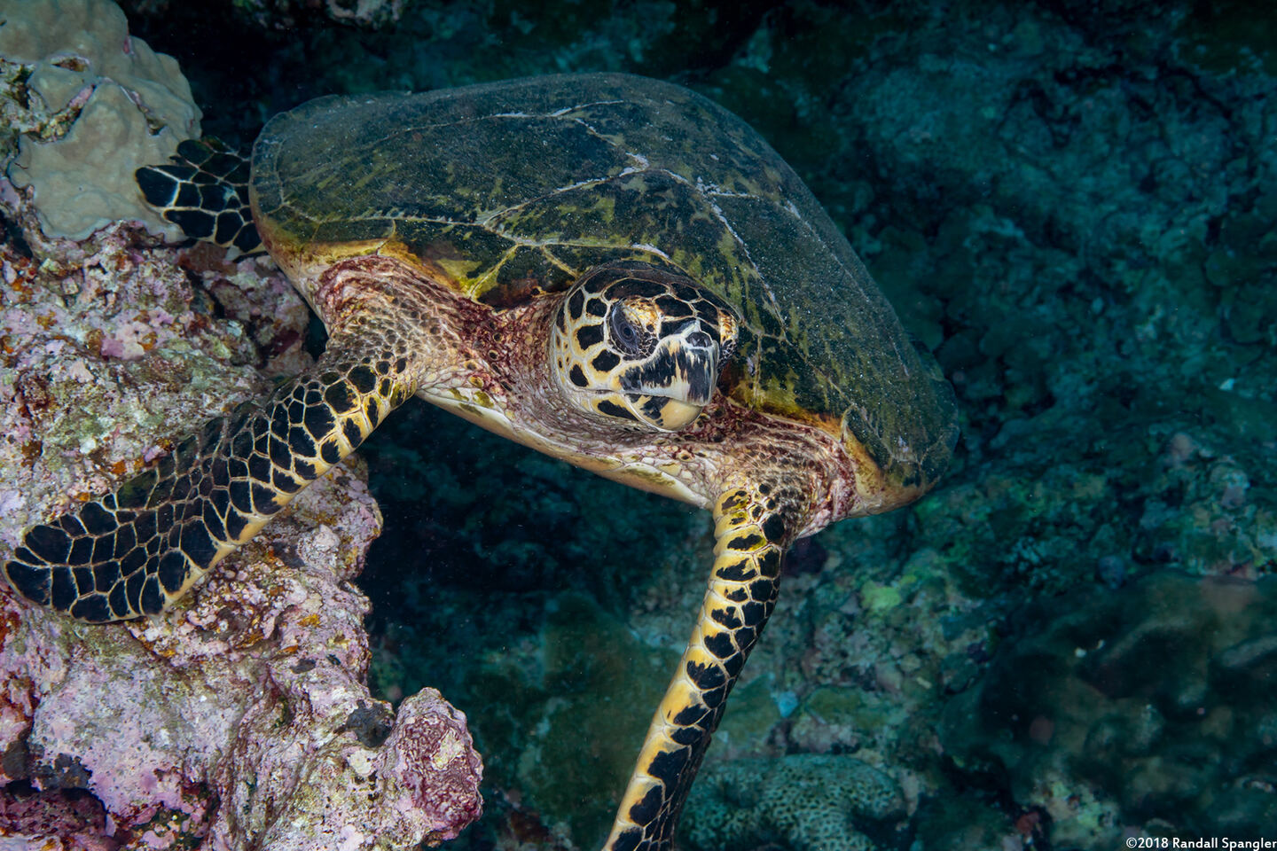Eretmochelys imbricata (Hawksbill Turtle)