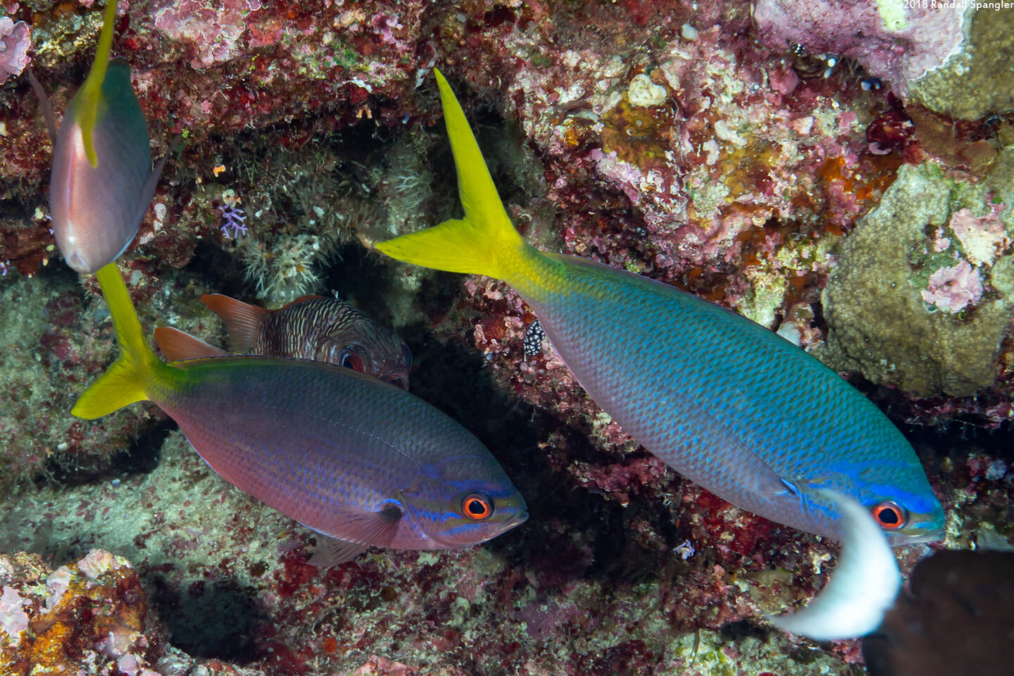 Caesio cuning (Yellowtail Fusilier)