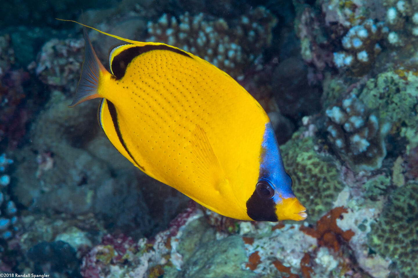 Chaetodon semeion (Dotted Butterflyfish)