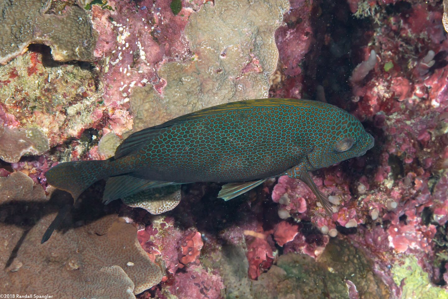 Siganus punctatus (Gold-Spotted Rabbitfish)