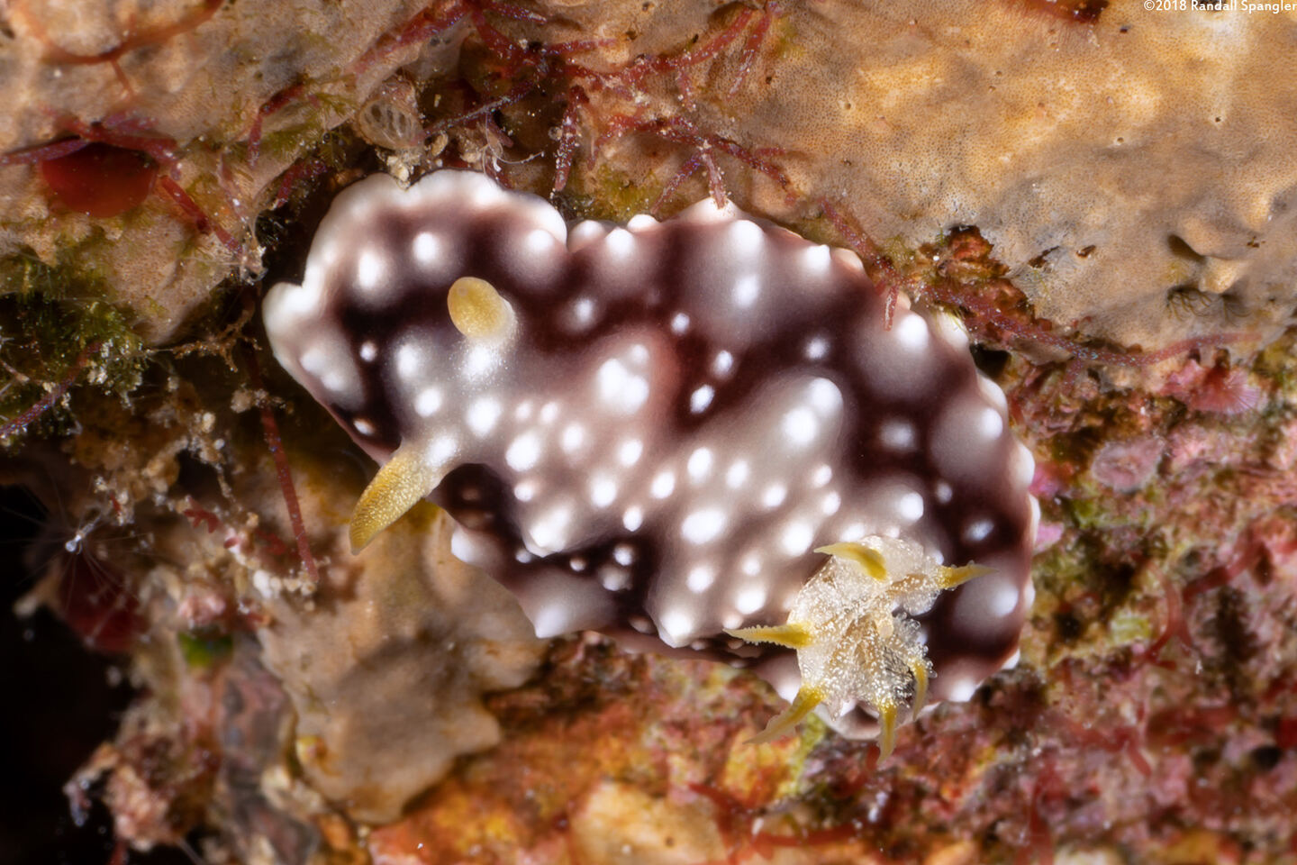 Goniobranchus geometricus (Geometric Chromodoris)