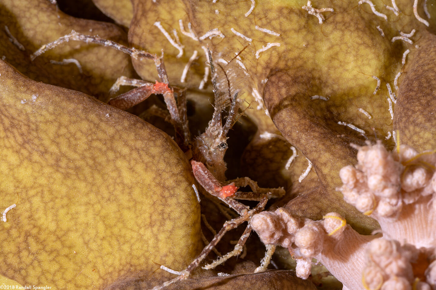 Naxioides taurus (Bull Hydroid Crab)