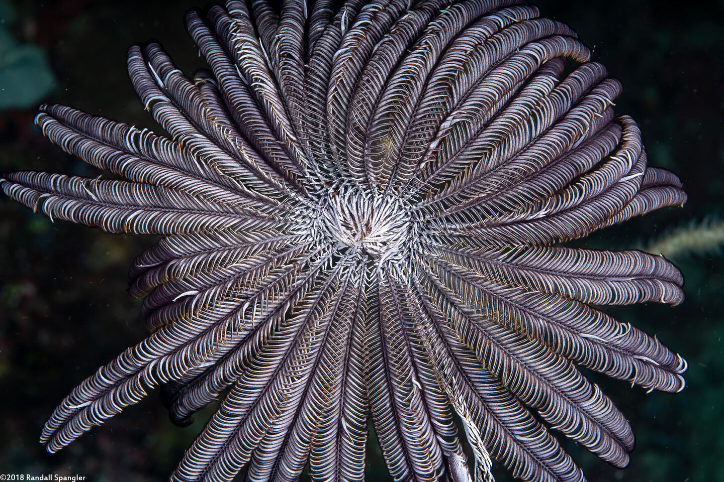 Cenometra bella (Beautiful Feather Star)