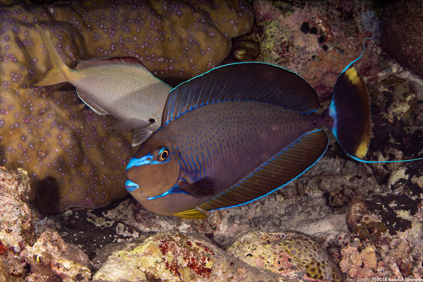 Naso vlamingii (Bignose Unicornfish)