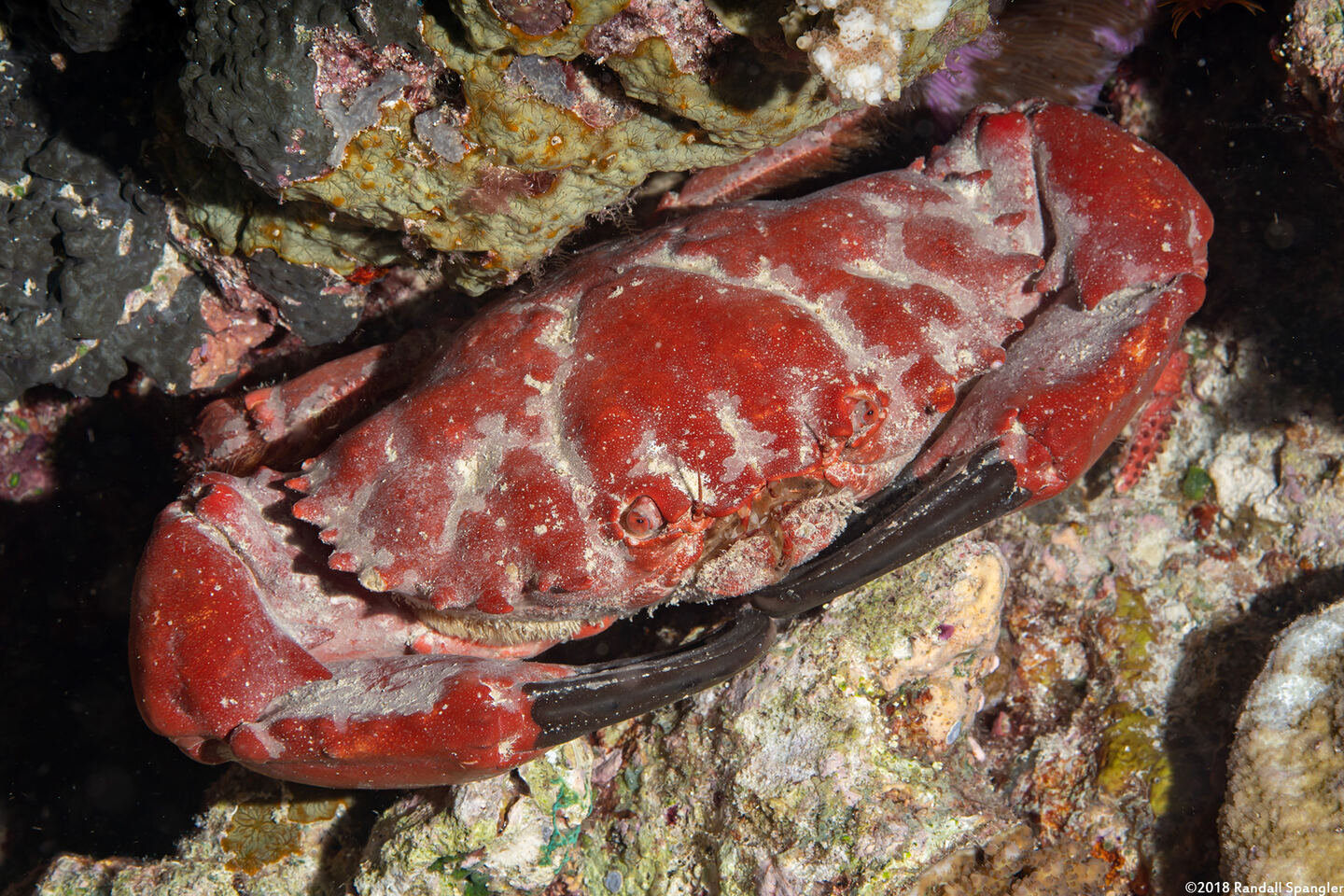 Etisus splendidus (Splendid Red Spooner Crab)