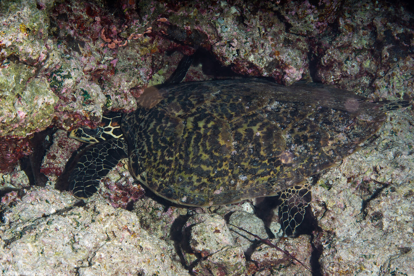 Eretmochelys imbricata (Hawksbill Turtle); Sleeping