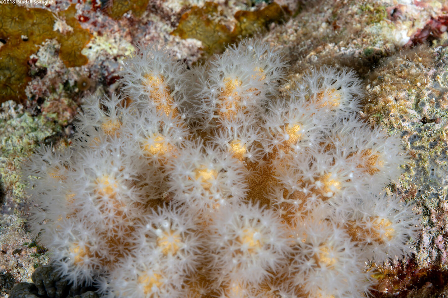 Sinularia sp.1 (Leather Coral)