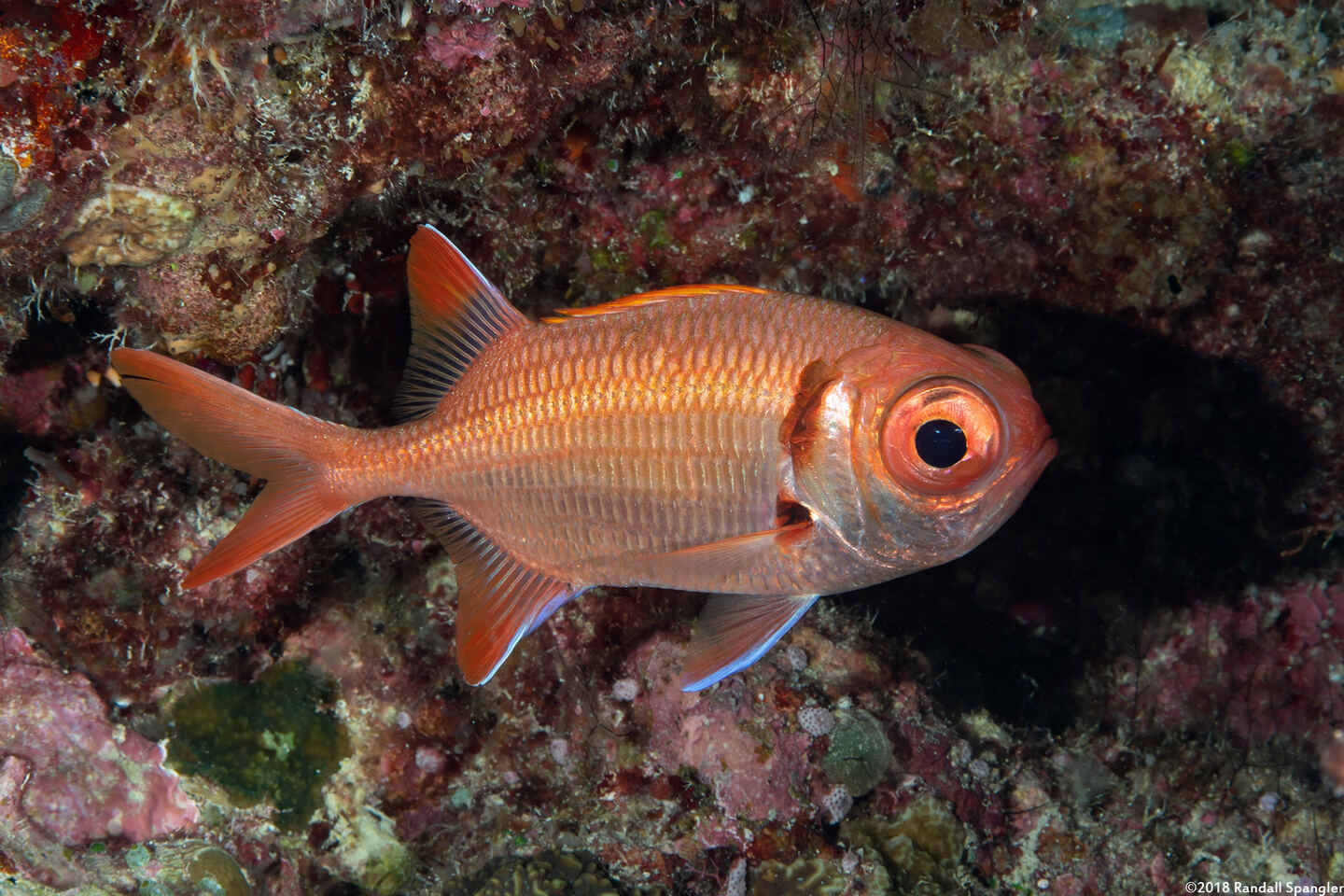 Myripristis kuntee (Pearly Soldierfish)
