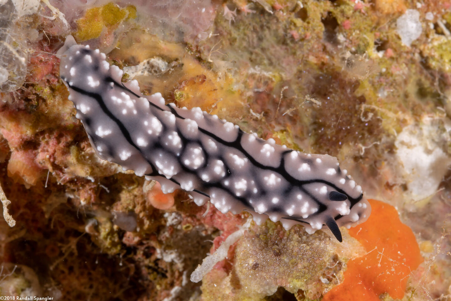 Phyllidiella pustulosa (Pustulose Phyllidia)