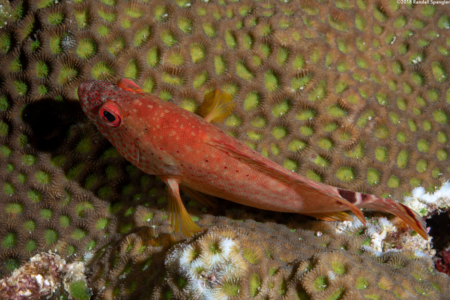 Cephalopholis leopardus (Leopard Grouper)