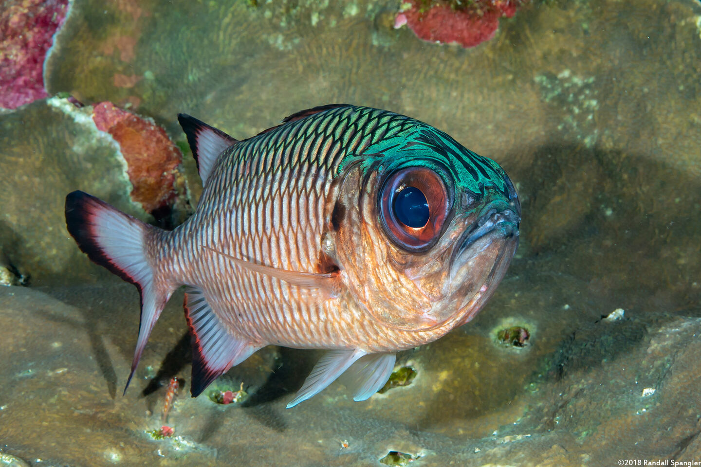 Myripristis adusta (Shadowfin Soldierfish)