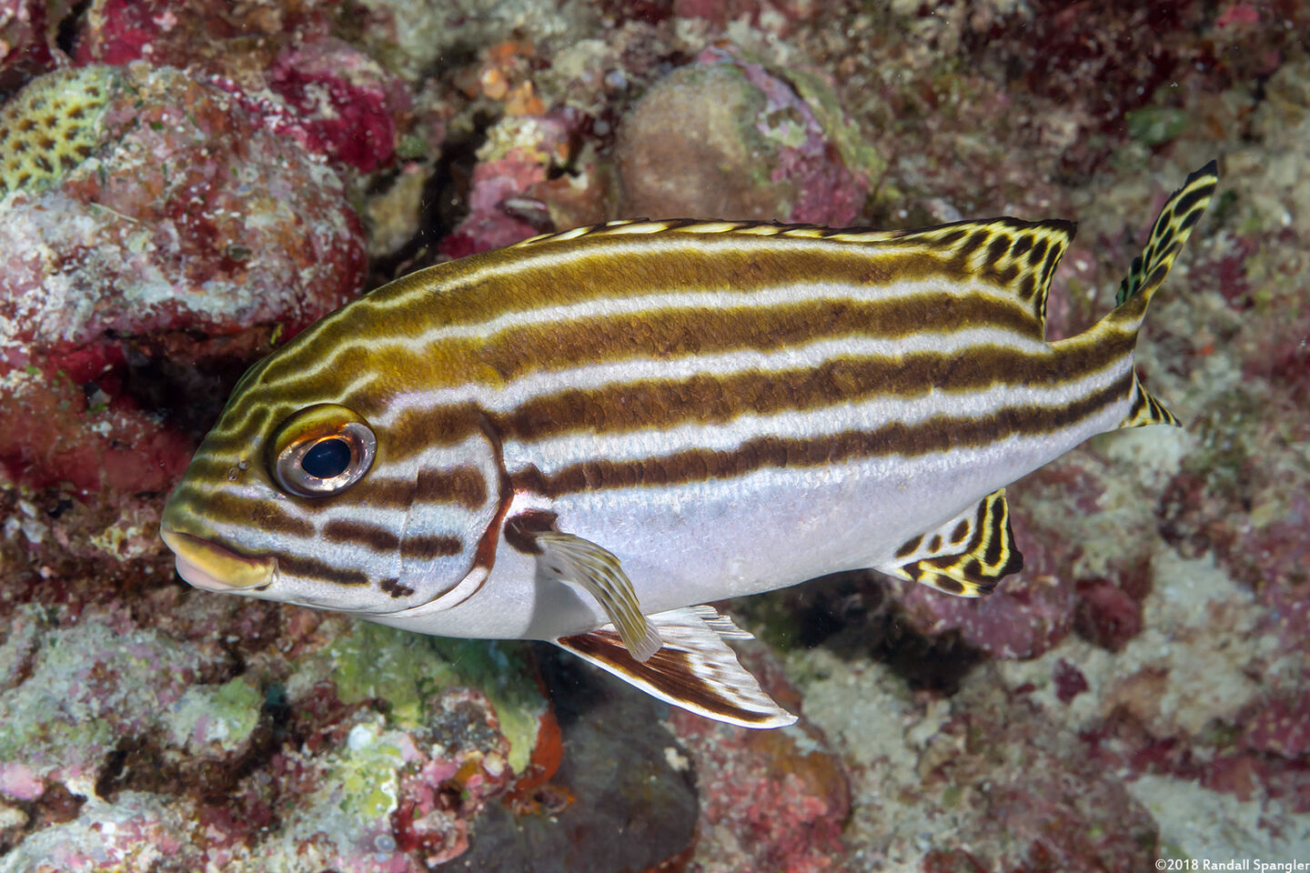 Plectorhinchus lessonii (Striped Sweetlips)