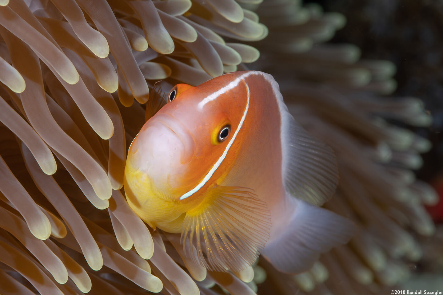 Amphiprion perideraion (Pink Anemonefish)