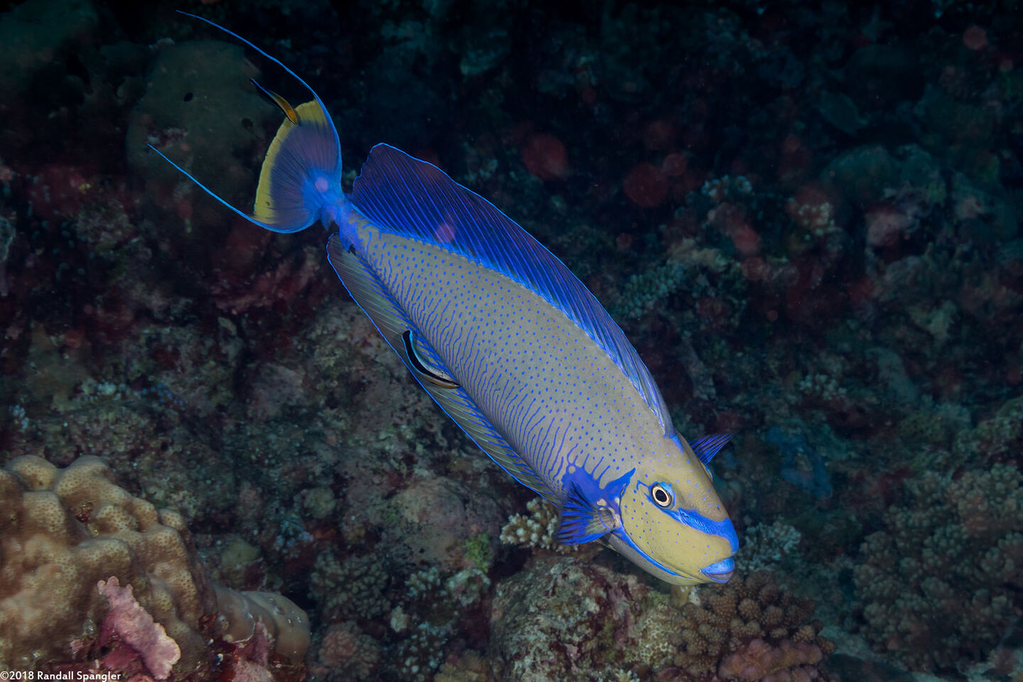Naso vlamingii (Bignose Unicornfish)