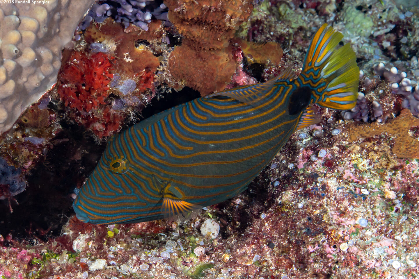 Balistapus undulatus (Orange-Lined Triggerfish)