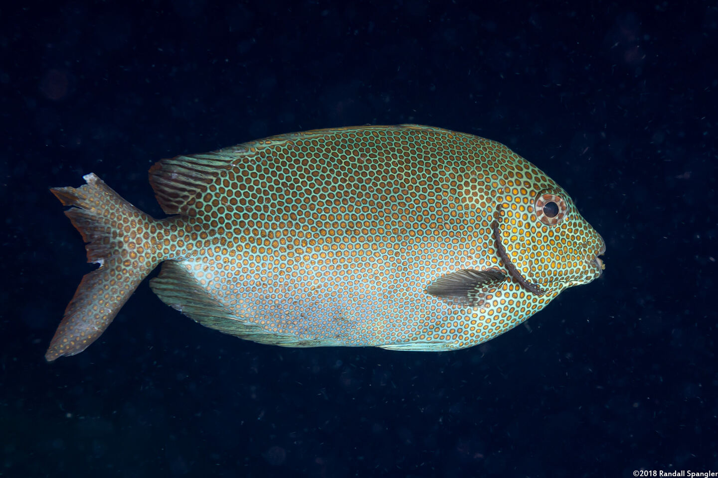 Siganus punctatus (Gold-Spotted Rabbitfish)