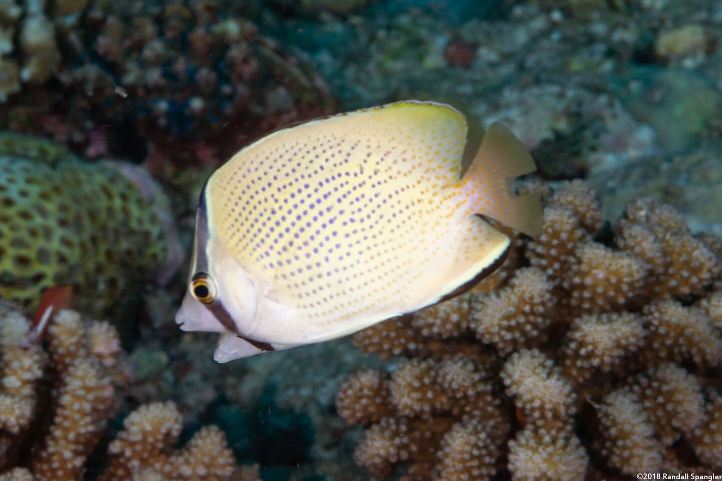 Chaetodon citrinellus (Speckled Butterflyfish)