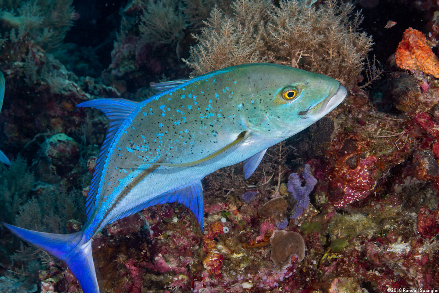 Caranx melampygus (Bluefin Trevally)