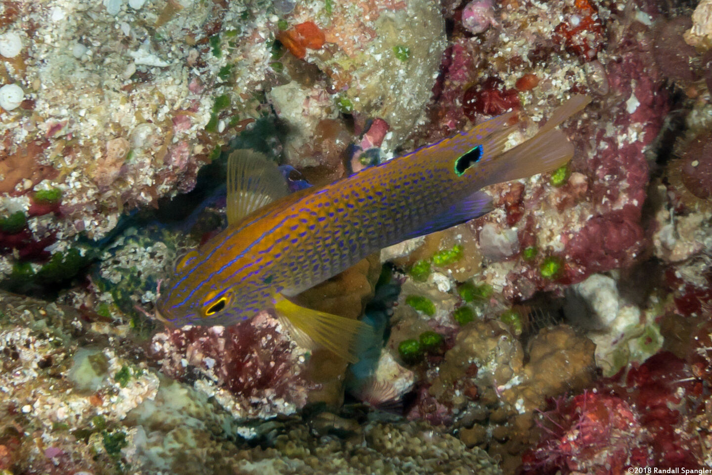 Pomacentrus vaiuli (Princess Damsel)