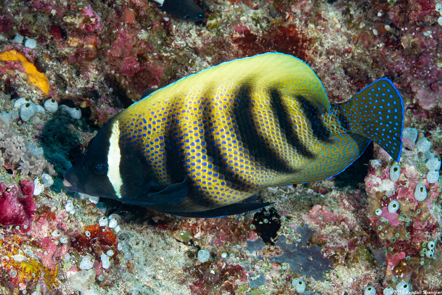 Pomacanthus sexstriatus (Six-Banded Angelfish)