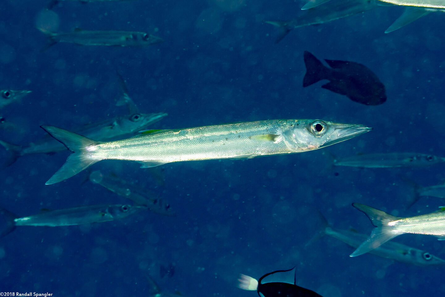 Sphyraena forsteri (Bigeye Barracuda)