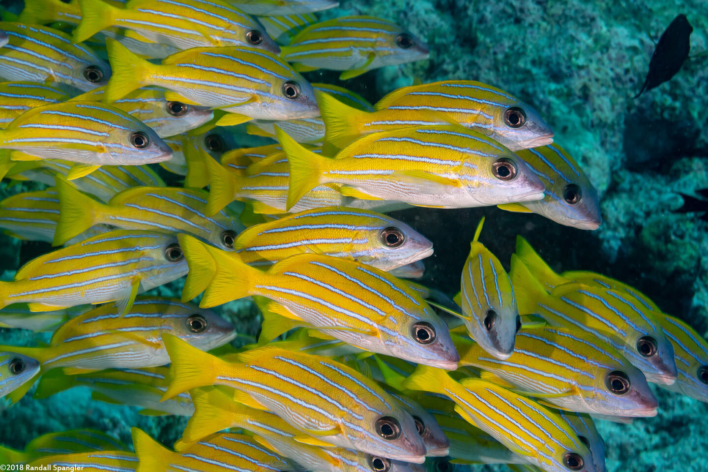 Lutjanus kasmira (Bluestripe Snapper)
