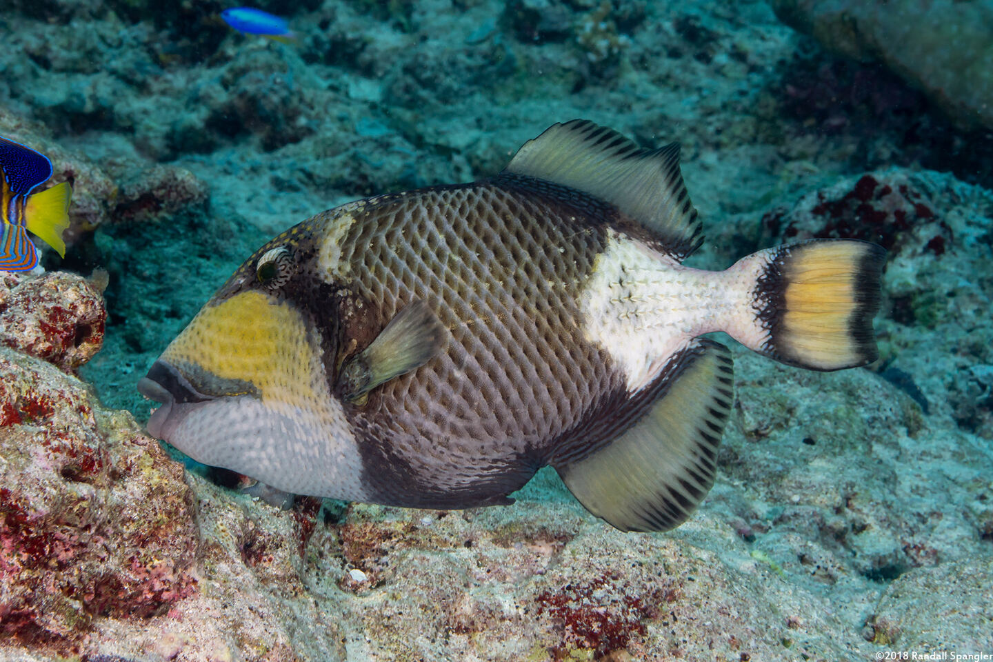 Balistoides viridescens (Titan Triggerfish)