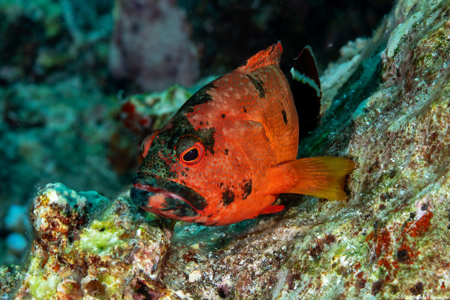 Cephalopholis urodeta (Flagtail Grouper)