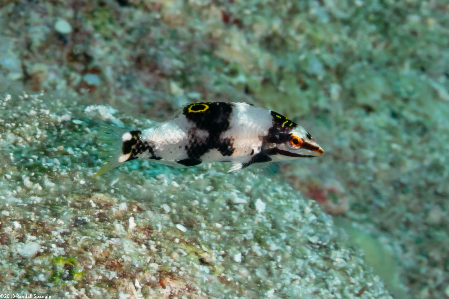 Halichoeres hortulanus (Checkerboard Wrasse)