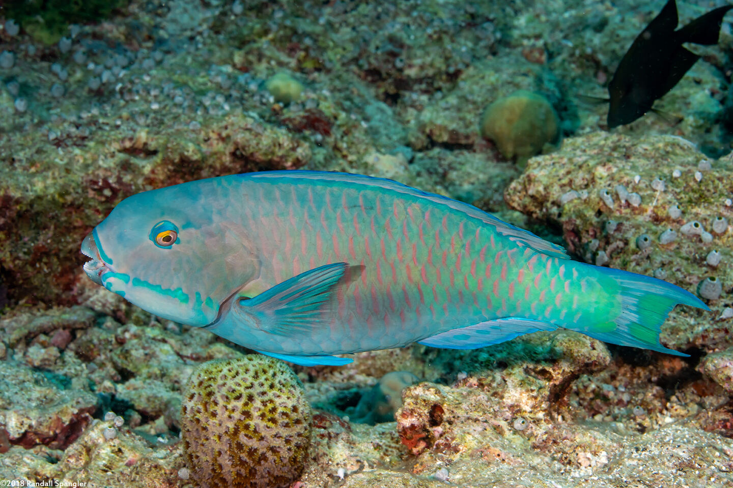 Chlorurus microrhinos (Steephead Parrotfish)
