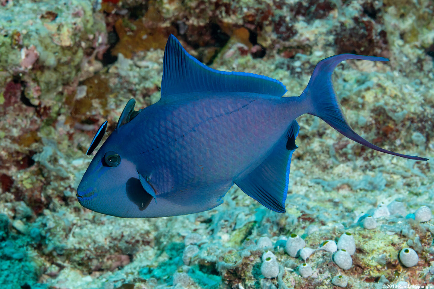 Odonus niger (Redtooth Triggerfish)