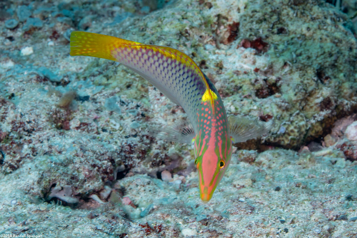 Halichoeres hortulanus (Checkerboard Wrasse)