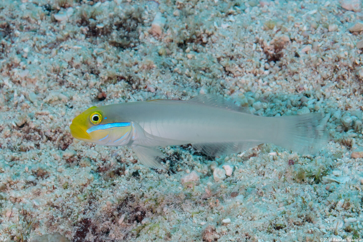 Valenciennea strigata (Bluestreak Goby)