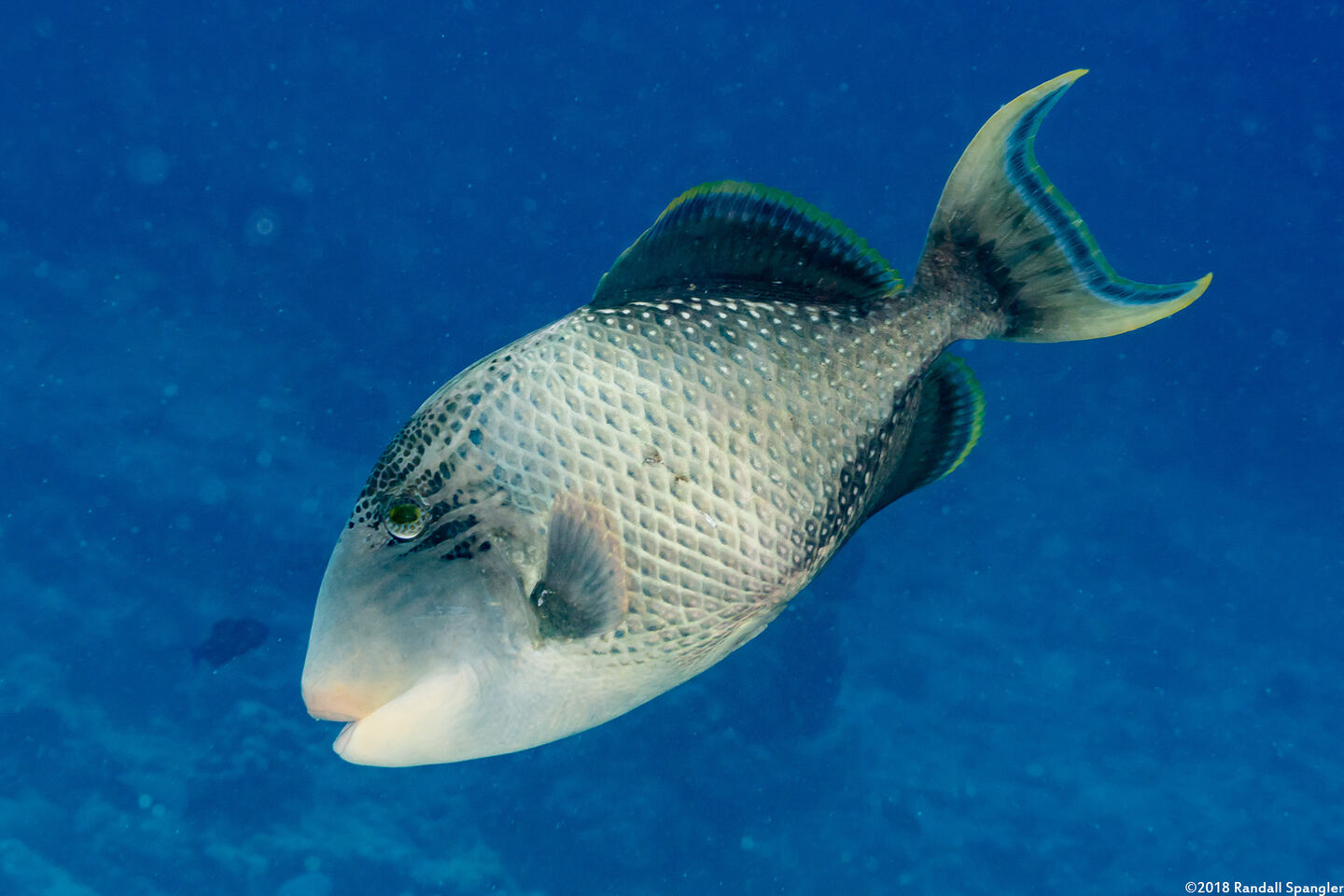 Pseudobalistes flavimarginatus (Yellowmargin Triggerfish)