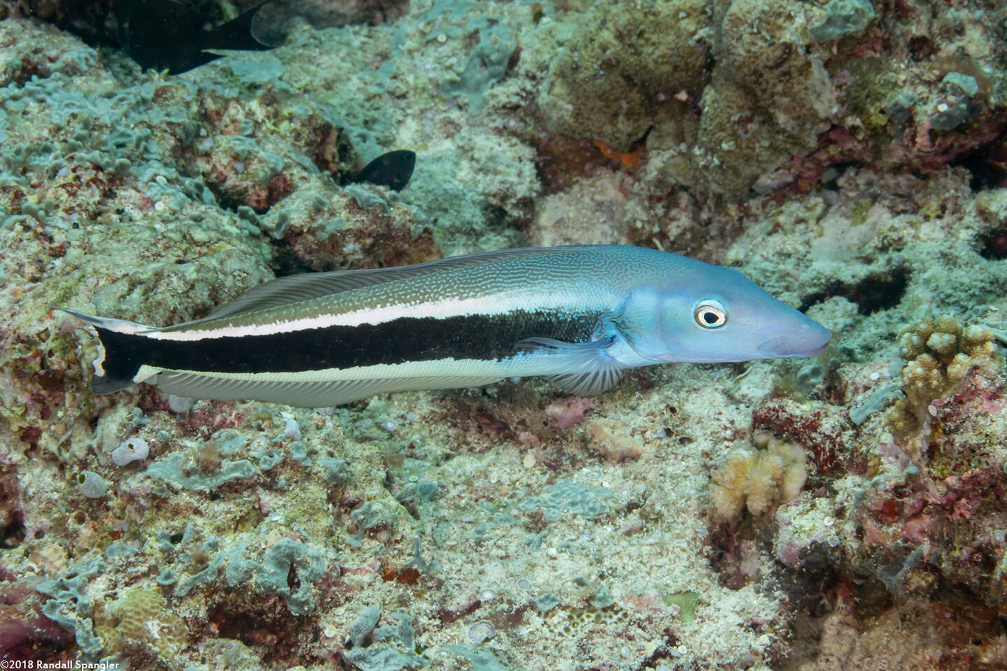 Malacanthus latovittatus (Blue Blanquillo)