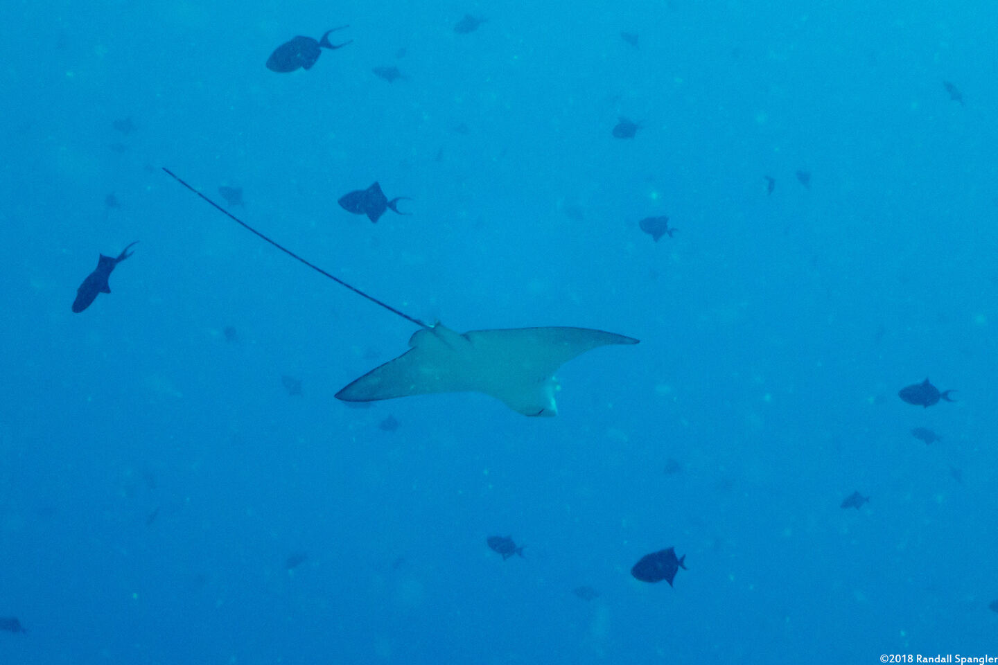 Aetobatus ocellatus (Ocellated Eagle Ray)