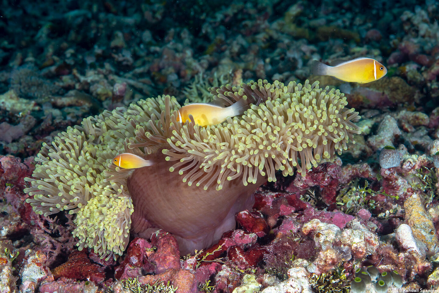 Heteractis magnifica (Magnificent Sea Anemone)