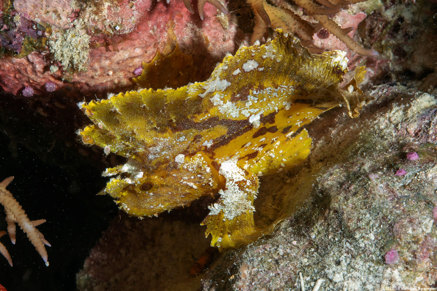 Taenianotus triacanthus (Leaf Scorpionfish)