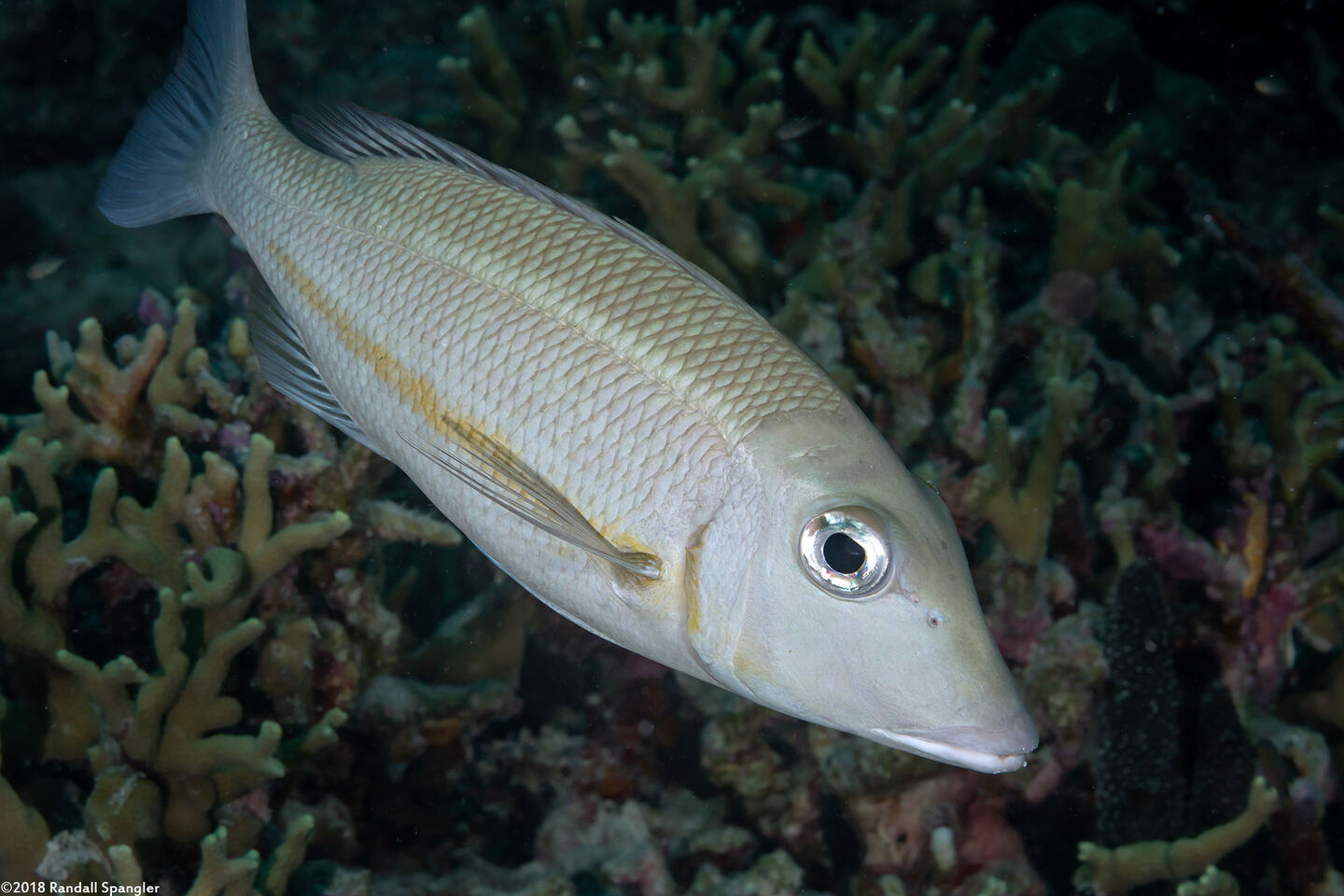 Lethrinus obsoletus (Orange-Striped Emperor)