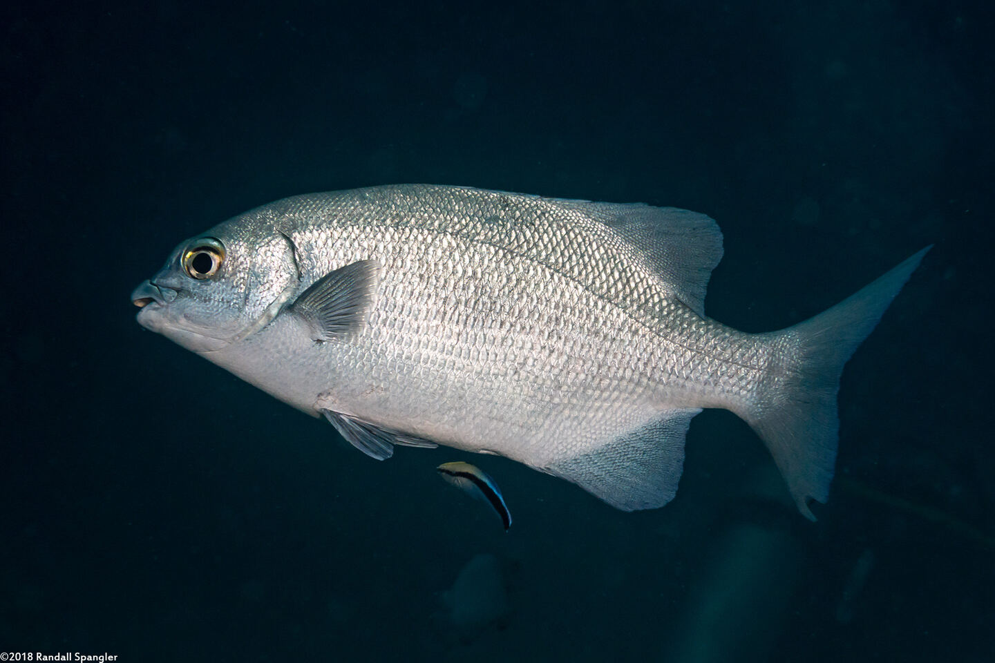 Kyphosus cinerascens (Topsail Chub)