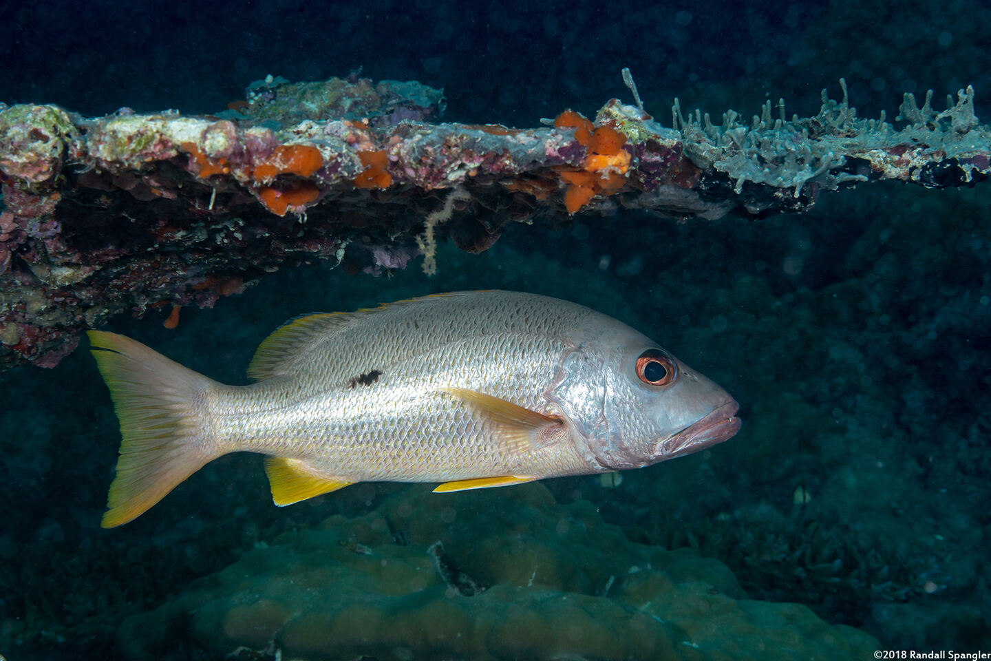 Lutjanus monostigma (Onespot Snapper)
