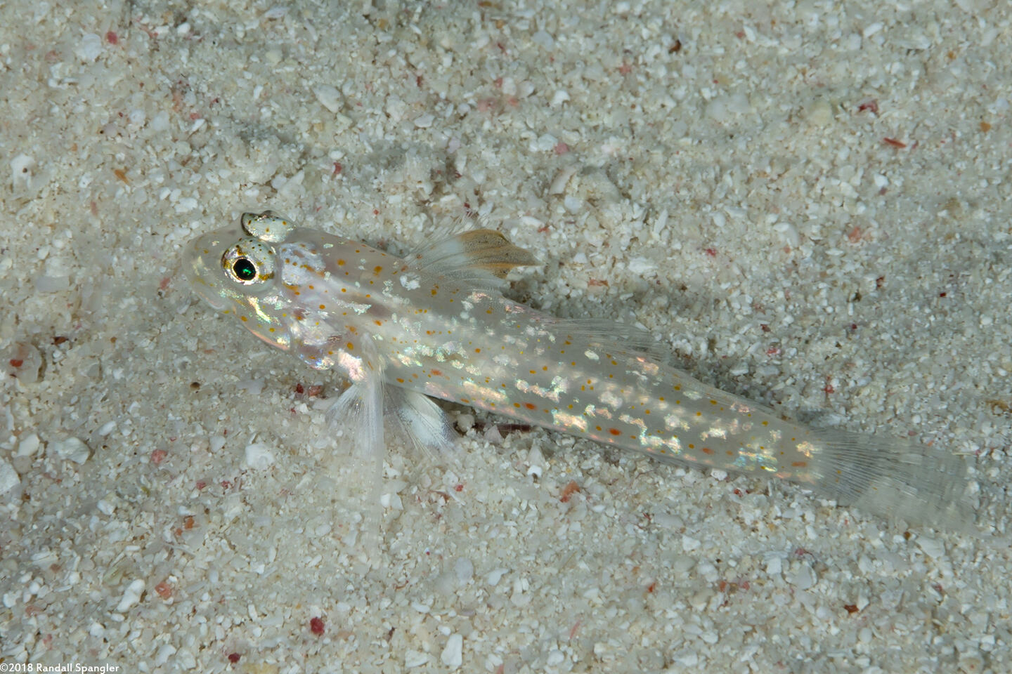 Fusigobius melacron (Blacktip Sandgoby)