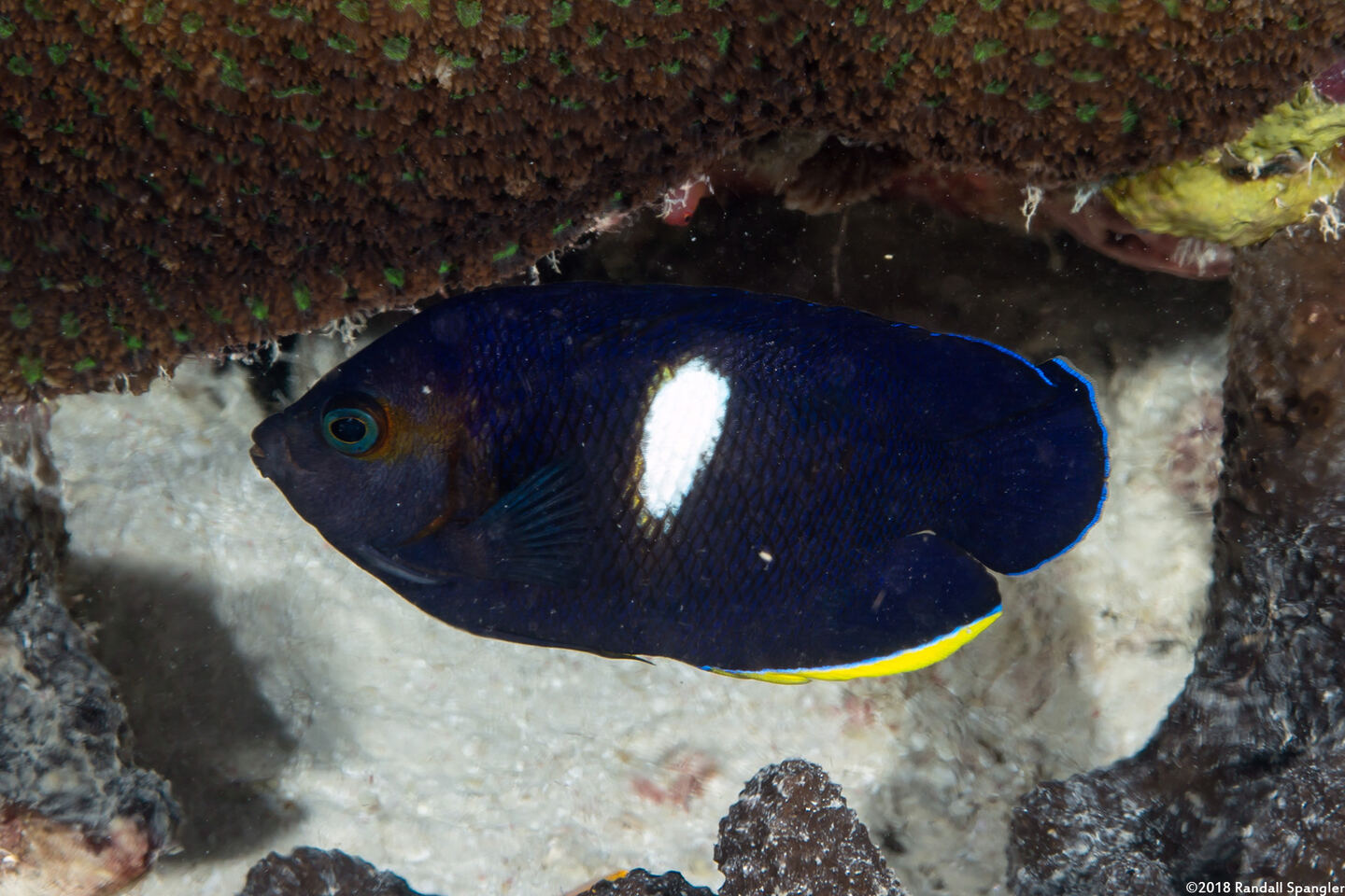 Centropyge tibicen (Keyhole Angelfish)