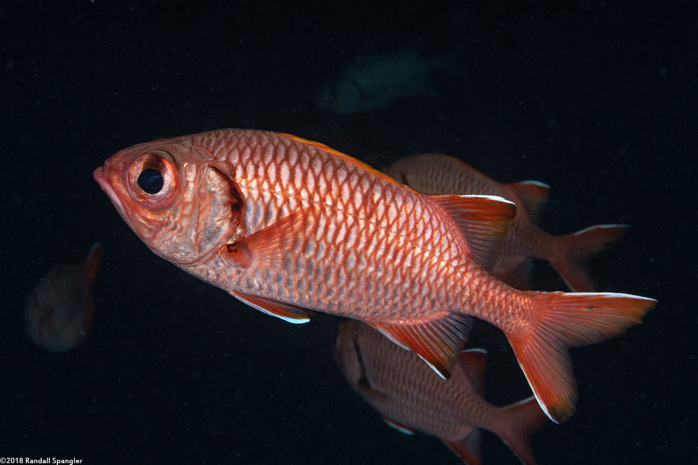 Myripristis berndti (Bigscale Soldierfish)