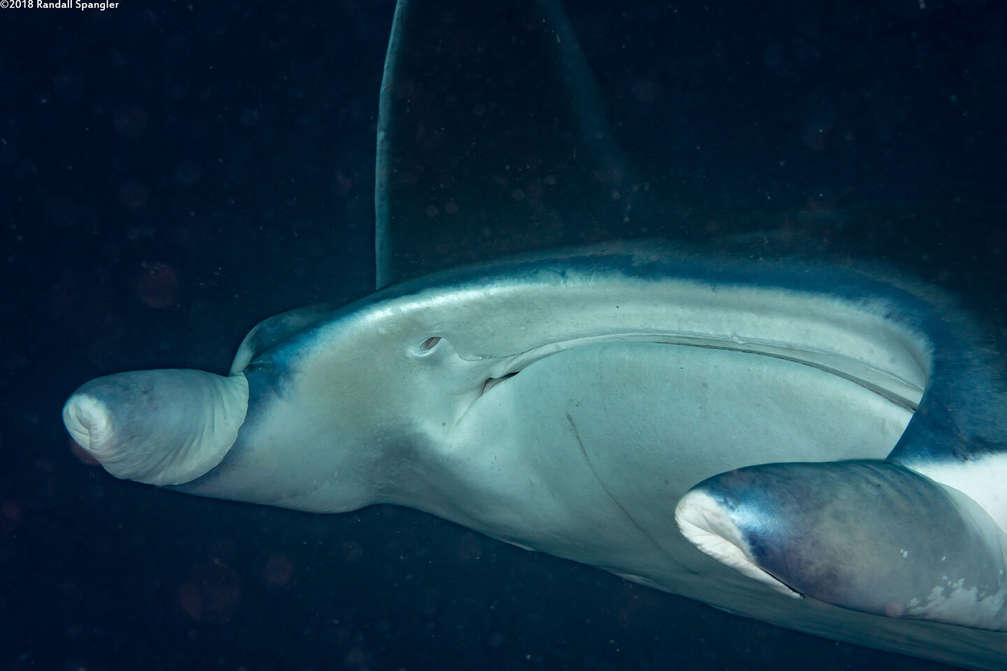 Mobula alfredi (Coastal Manta Ray); They close their mouths when not feeding