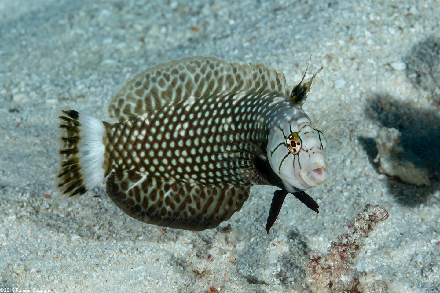 Novaculichthys taeniourus (Rockmover Wrasse)