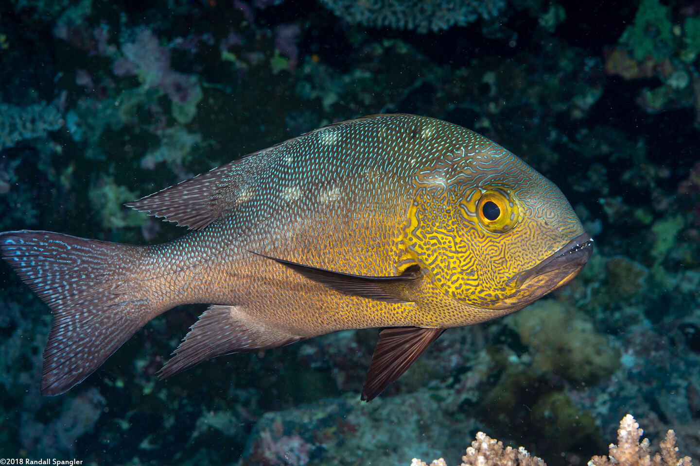 Macolor macularis (Midnight Snapper)