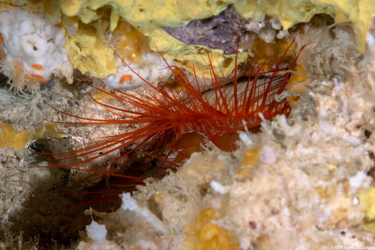 Ctenoides ales (Electric Fileclam)