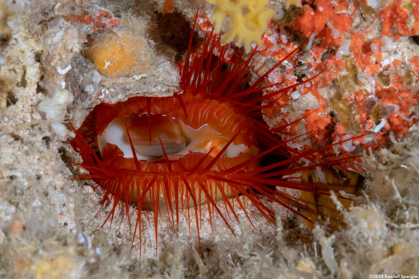 Ctenoides ales (Electric Fileclam)