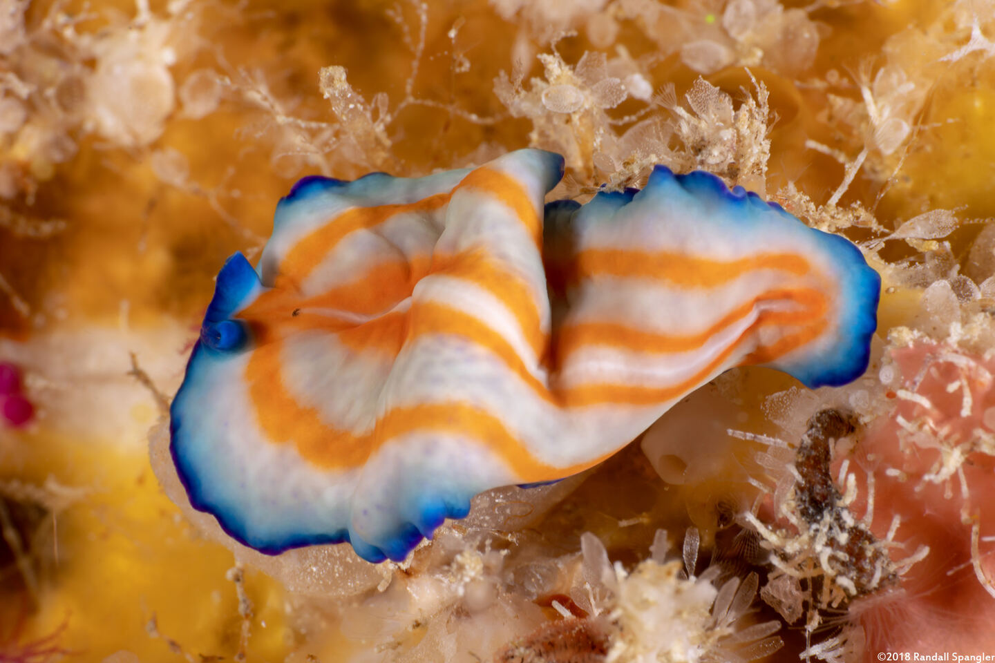 Pseudoceros sp.1 (Pseudoceros sp.1)